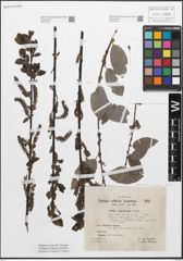 Foto von Salix myrsinifolia Salisb.